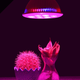 Illustration for article titled Grow Plants Anywhere With This Special $30 Light